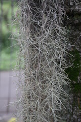 Close-up of Spanish moss hanging on a tree against a natural backdrop