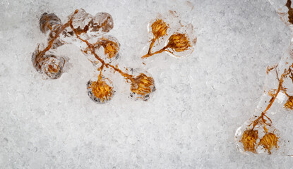 Fallen on the snow plant buds completely covered in ice during a freezing storm