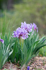 Purple Iris Plants