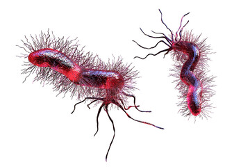 Helicobacter pylori bacterium