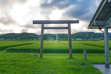 Fototapeta premium 志摩国一宮 伊雑宮 磯部の御神田