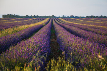 Plakat the wonderful lavender in valesole in provence