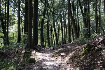 Sunlight Shining Through a Forest and cedar trees on Azuchi mountain in Shiga prefecture, Japan - 安土城跡 杉の木 滋賀県 日本