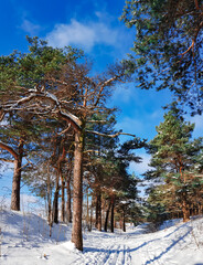 Beautiful coniferous forest on a winter sunny day in Riga, Latvia. Cold winter weather.