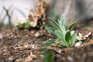 Young Lambs Ear Plant