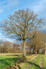Road with trees through the fields near Loenen at boundary between Veluwe and IJsselvallei (IJssel valley) in The Netherlands.