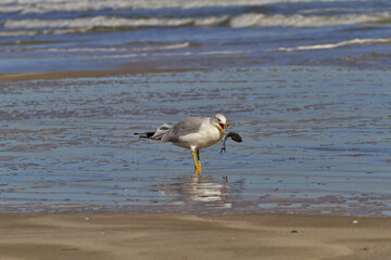Gull catches arched, jumping fish at Padre Island National Seashore in Corpus Christi, Texas, United States