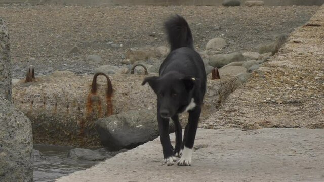 Close up portrait of black stray dog walking on river embankment. Homeless animal walk outdoors.