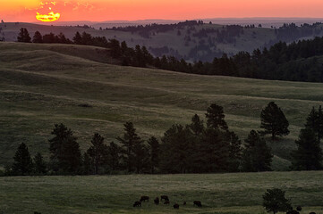 Fototapeta na wymiar Bison grazing in Black Hills at sunrise; Custer State Park; South Dakota 