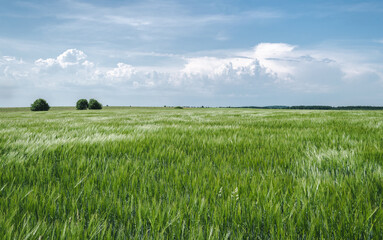 Green barley field, agriculture, beautiful rural landscape