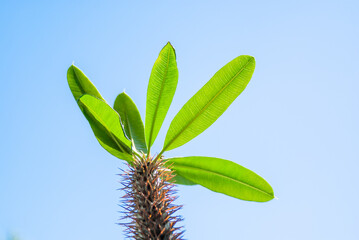 Madagascar palm (Pachypodium lamerei).