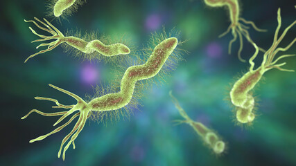 Helicobacter pylori bacterium
