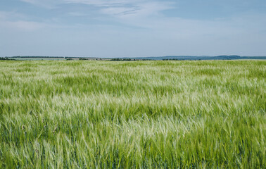 Green barley field, agriculture, rural landscape