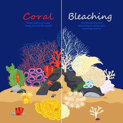 Coral Bleaching Image © Double Brain