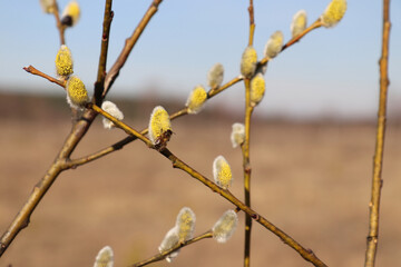 Honey bee collecting pollen from yellow male catkins of goat willow (Salix caprea)