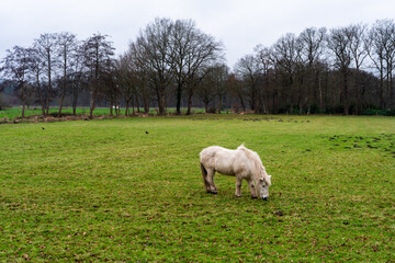 Horse in field near Loenen (The Netherlands).
