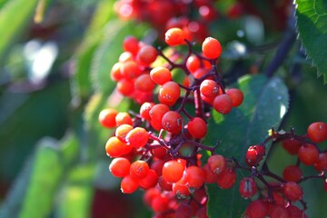 red berries on a tree