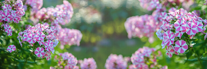 inflorescence flowers pink Phlox close-up in the garden. Bushes of beautiful small fragrant pink flowers in the garden.