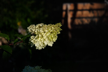 Flowering variety of hydrangea paniculata Vanille Fraise in the Summer garden. Beautiful paniculate hydrangea inflorescences adorn the garden