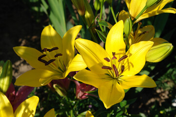 Fototapeta na wymiar A close up of yellow lilies of the 'Gironde' variety (Asiatic hybrid lily) in the garden on a sunny morning