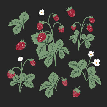 Wild Strawberries Plant, flowers and leaves elements hand drawn illustrations