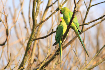 The ring-necked, or rose-ringed, parakeet is the UK's most abundant naturalised parrot. It became established in the wild in the 1970s after captive birds escaped or were released.