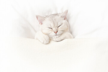 A cute white kitten sleeps on a white bed