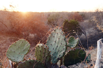 Prickly pear cactus plant at sunset in beautiful Texas landscape during winter.