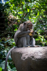 Singe mangeant un fruit, forêt des singes d'Ubud à Bali, Indonésie
