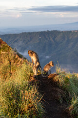Singes au mont Batur à Bali, Indonésie