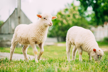 Domestic Small Sheep Lamb Grazing Feeding In Pasture. Sheep Farming