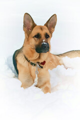 Closeup German Shepherd Dog in the Snow