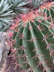 cactus close up