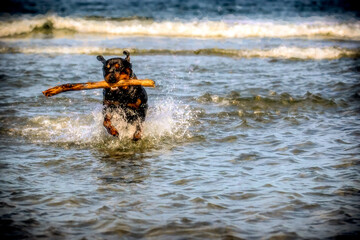 Fototapeta na wymiar Rottweiler Dog Running in Water with Big Stick