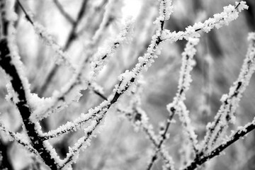 close-up of bare tree branches covered with hoarfrost