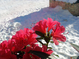 Red blossoming flower 2