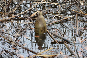 Environmental litter from dirty glass brown bottle discarded in swam wetlands with debris and branches in Georgetown SC