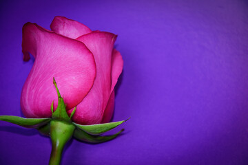 Three pink roses lie on a purple background. Postcard with a declaration of love, Valentine's Day....