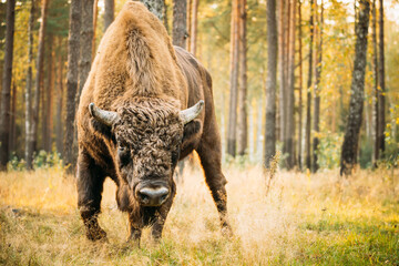 Weißrussland. Europäischer Bison oder Bison Bonasus, auch bekannt als Wisent oder europäischer Holzbison im Herbstwald. Berezinsky Biosphärenreservat.