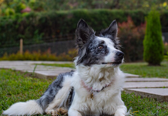 border collie dog