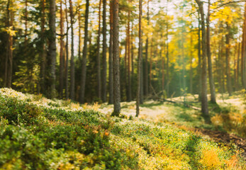 Nature Green Natural Blurred Background Of Out Of Focus Forest. Bokeh, Boke Woods With Sunlight Colors Absract Background. Blur Pine Trees Trunks. Woods In Coniferous Forest. Autumn Pinewood