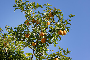 orange tree with ripe and juicy oranges