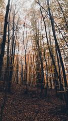 a cloudy day in the magical forest during autumn season with fog and colorful leaves