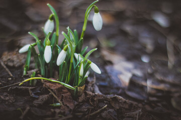 Snowdrop, a cute little flower.
Nature and Garden.
Snowdrop is one of the first flowers to bloom at the end of winter.
snowdrops in the forest in the meadow
