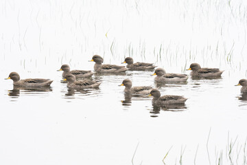 The Yellow-billed Pintail (Anas georgica)