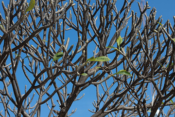 plumeria tree appearance of first leaves