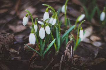 Snowdrop, a cute little flower.
Nature and Garden.
Snowdrop is one of the first flowers to bloom at the end of winter.
snowdrops in the forest in the meadow
