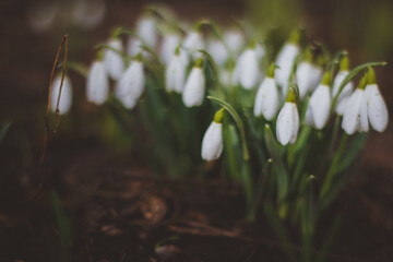 Snowdrop, a cute little flower.
Nature and Garden.
Snowdrop is one of the first flowers to bloom at the end of winter.
snowdrops in the forest in the meadow
