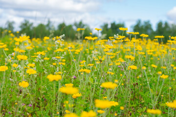 Obraz premium Countryside field with lot of yellow anthemis tinctoria flowers also called as dog-fennel or mayweed. Wood line far on horizon