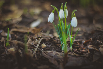Snowdrop, a cute little flower.
Nature and Garden.
Snowdrop is one of the first flowers to bloom at the end of winter.
snowdrops in the forest in the meadow
